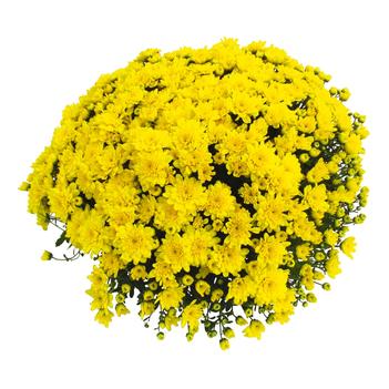 Chrysanthemum x morifolium 'Daybreak Yellow'