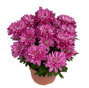 Chrysanthemum indicum 'Chrystal Pink Charm'