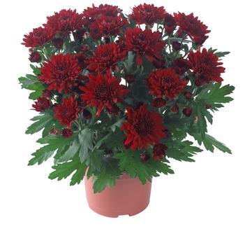 Chrysanthemum indicum 'Chrystal Red'