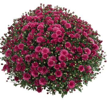 Chrysanthemum x morifolium 'Eventide Dark Pink'