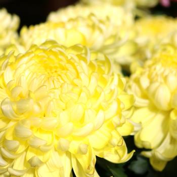 Chrysanthemum indicum 'Cosmo Yellow'