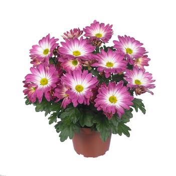 Chrysanthemum indicum 'Rainbow Pink Secret'