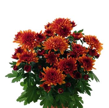 Chrysanthemum indicum 'Santa Birgitta'