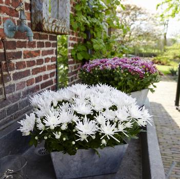 Chrysanthemum indicum 'Splash Icestar'