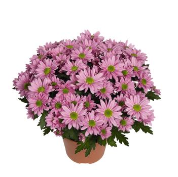 Chrysanthemum indicum 'Swifty Light Pink'