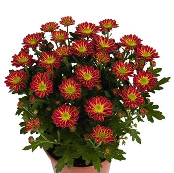 Chrysanthemum indicum 'Swifty Orange Bicolor'