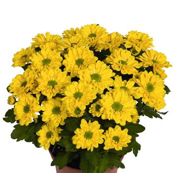 Chrysanthemum indicum 'Swifty Yellow'