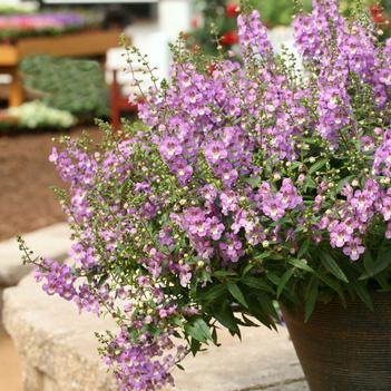 Angelonia Sungelonia®