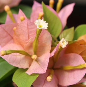 Bougainvillea Sunvillea™ 'Pink'