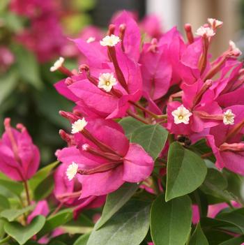 Bougainvillea Sunvillea™ 'Rose'