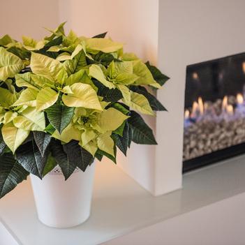 Euphorbia pulcherrima 'Envy'