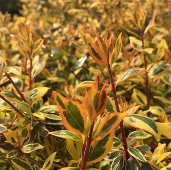 Abelia x grandiflora 'Twist of Orange™'