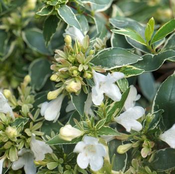 Abelia x grandiflora 'Twist of Vanilla™'