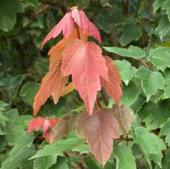 Acer rubrum 'Summer Red®'