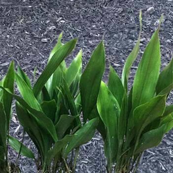Aspidistra elatior 'Tiny Tank™'