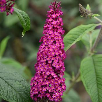 Buddleia 'CranRazz™'