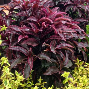 Ardisia crenata 'Red Hot Embers'