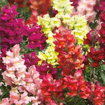 Antirrhinum majus Snaptastic™ 'Mix'