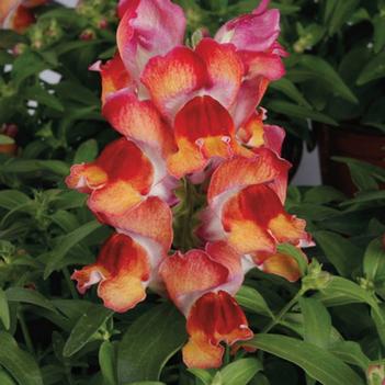 Antirrhinum majus Montego™ 'Sunset'