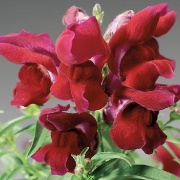 Antirrhinum majus Montego™ 'Red'