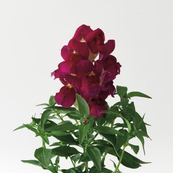 Antirrhinum majus Montego™ 'Burgundy Bicolor'