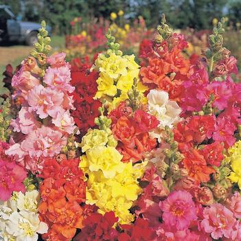 Antirrhinum majus 'Madame Butterfly Mix'
