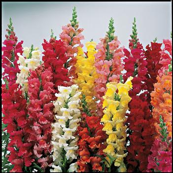 Antirrhinum majus Liberty Classic™