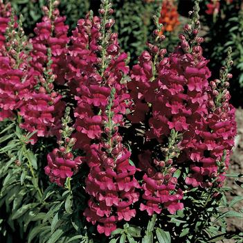 Antirrhinum majus Liberty Classic™ 'Lavender'