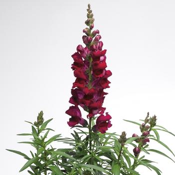 Antirrhinum majus Liberty Classic™ 'Crimson'