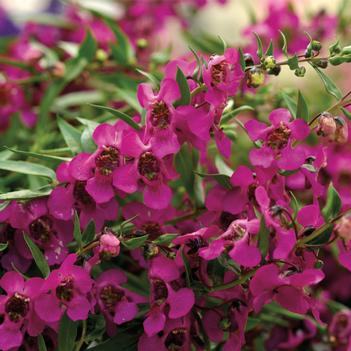 Angelonia angustifolia Carita™ 'Cascade Raspberry'