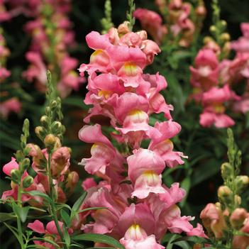 Antirrhinum majus Snaptastic™ 'Pink'