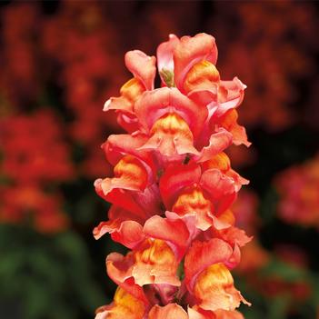 Antirrhinum majus Snaptastic™ 'Orange Flame'