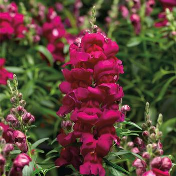 Antirrhinum majus Snaptastic™ 'Magenta'
