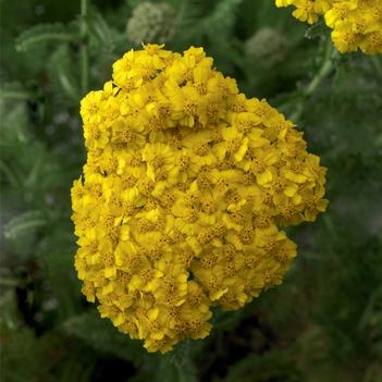 Achillea Desert Eve™