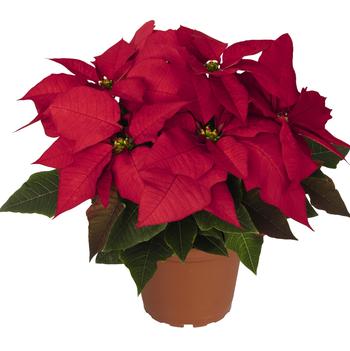 Euphorbia pulcherrima 'Advantage Red'