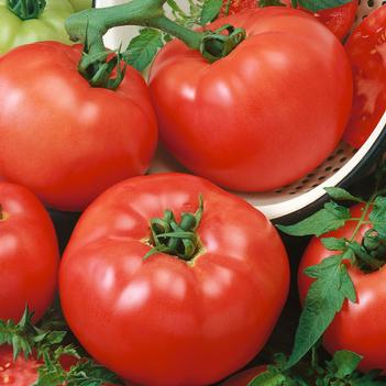 Lycopersicon esculentum 'Chef's Choice Red'