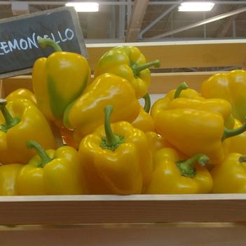 Capsicum annuum 'Lemoncello'