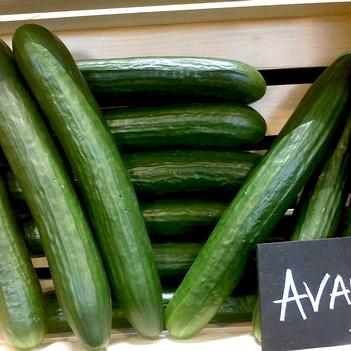 Cucumis sativus 'Avaya'