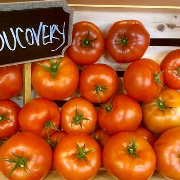 Lycopersicon esculentum 'Ducovery'