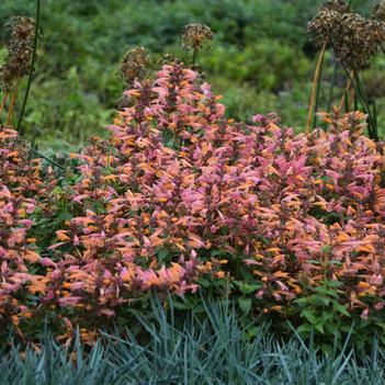 Agastache 'Mango Tango'