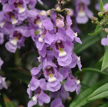 Angelonia angustifolia Serenita®