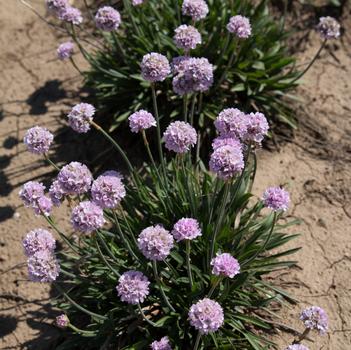 Armeria pseudarmeria Dreameria® 'Sweet Dreams'