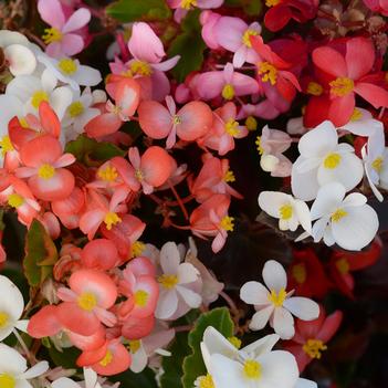 Begonia BabyWing®