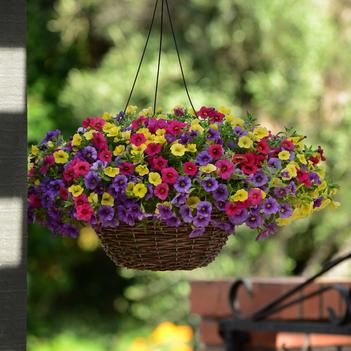 Calibrachoa 'Paradise Island'