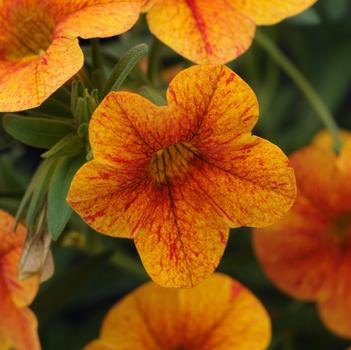 Calibrachoa 'Isabells Terracotta'