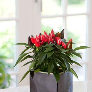 Capsicum annuum 'Coba'