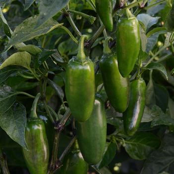 Capsicum annuum 'La Bomba II'