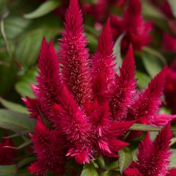 Celosia spicata Intenz™ 'Lipstick'