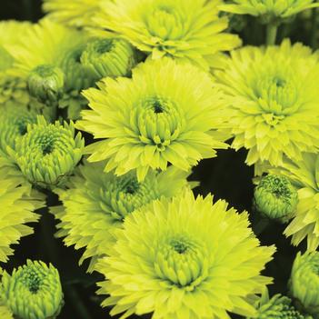 Chrysanthemum x morifolium 'Key Lime'
