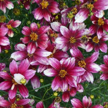 Coreopsis verticillata Sizzle & Spice® 'Zesty Zinger'